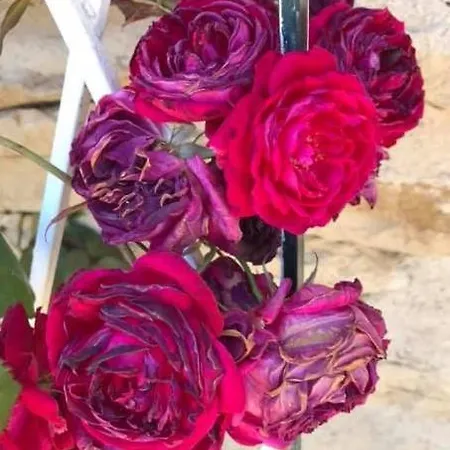 Domaine Du Colombier, La Liberte Villa Larroque (Tarn)