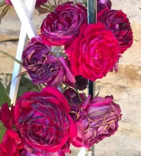 Domaine Du Colombier, La Liberte Vila Larroque (Tarn)